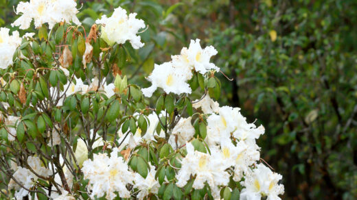 Biała odmiana rododendronu rośnie w ogrodzie