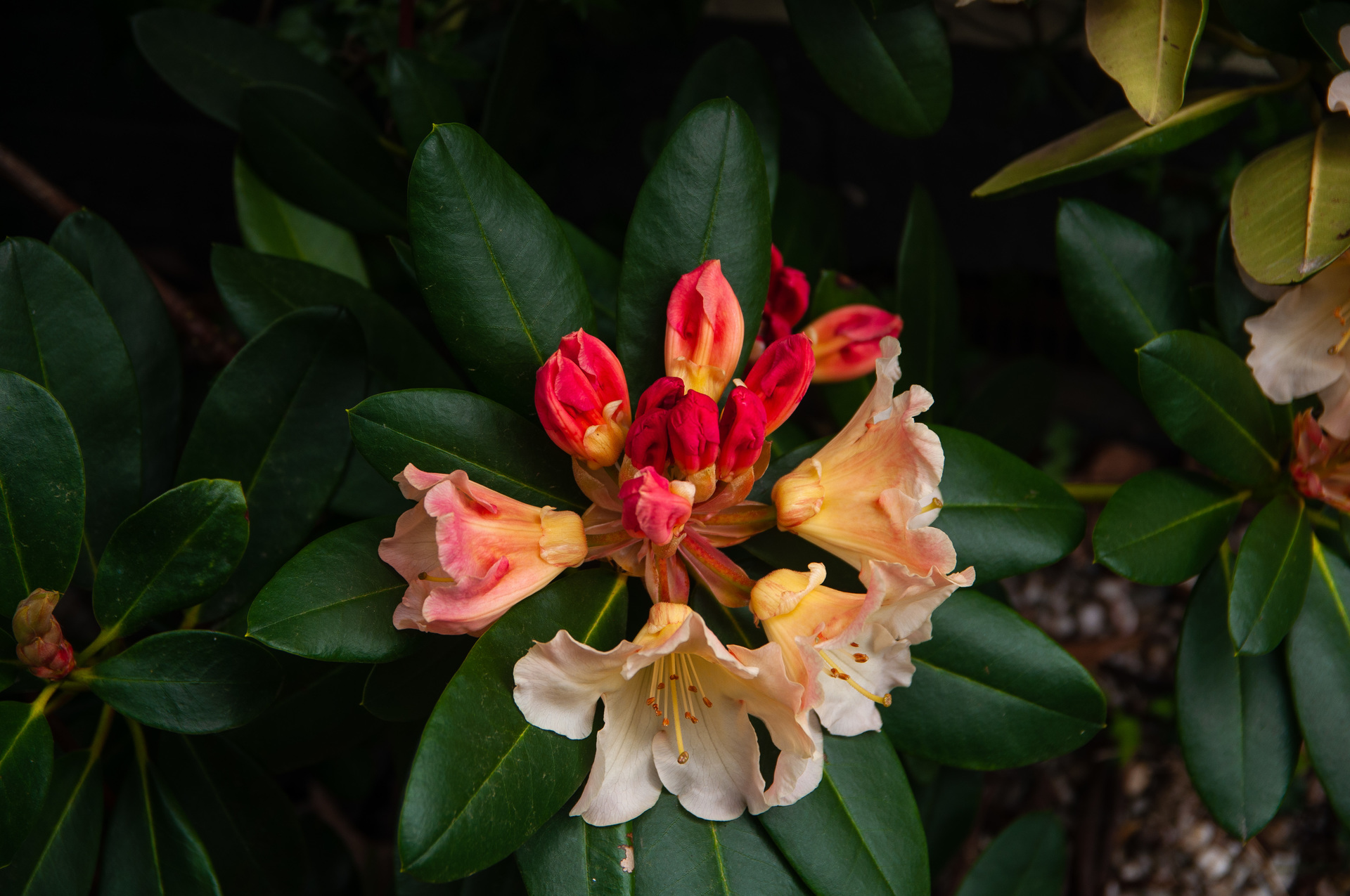Kolorowy rododendron rośnie w ogrodzie