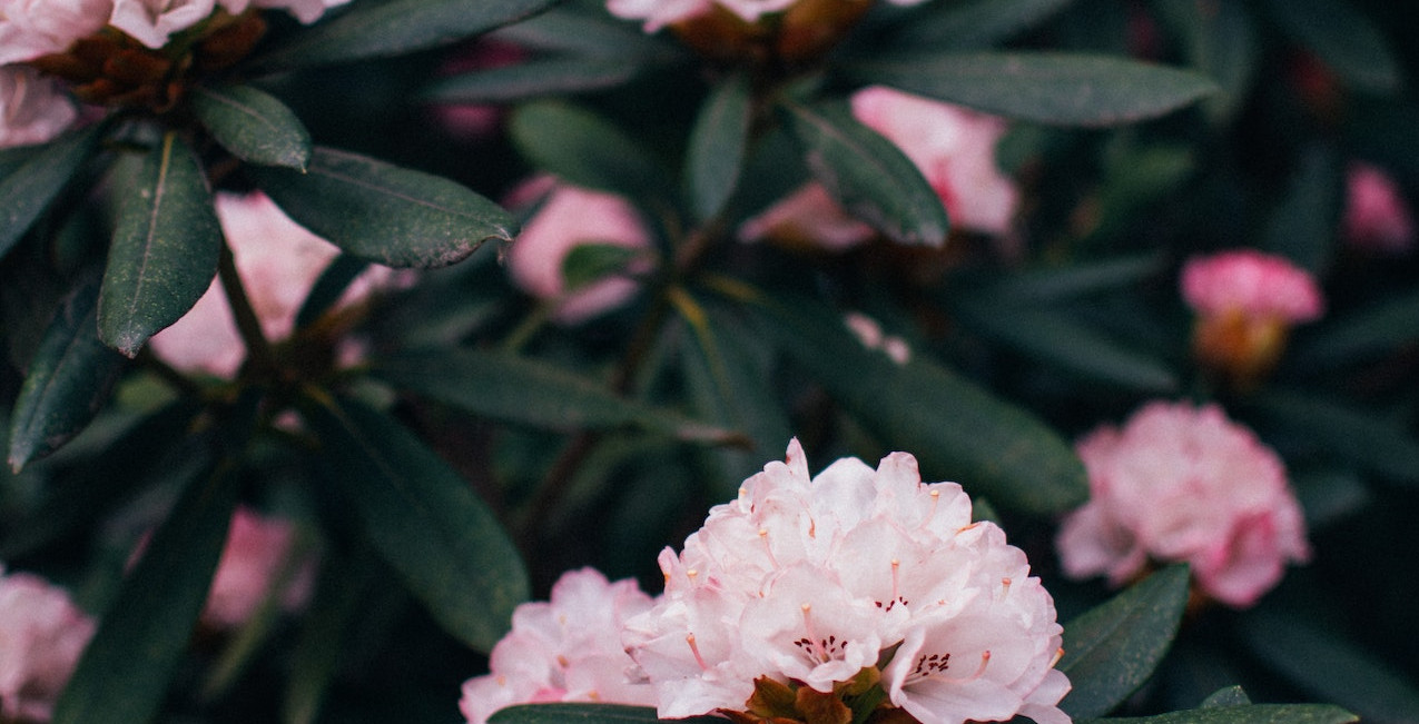 Robaki na rododendronie w ogrodzie